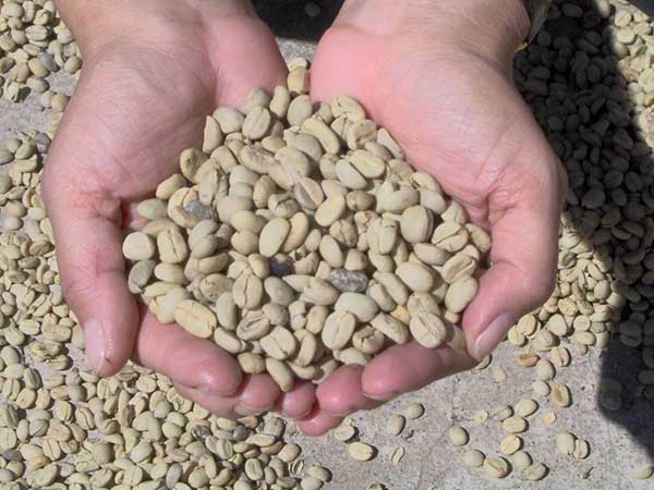 Coffe Tour du Guatemala